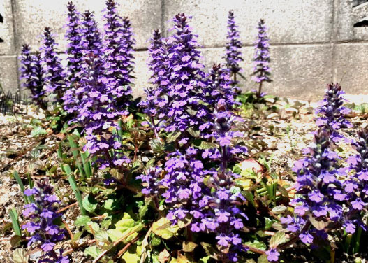 murasaki210420.jpg