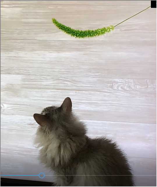 neko211021.png