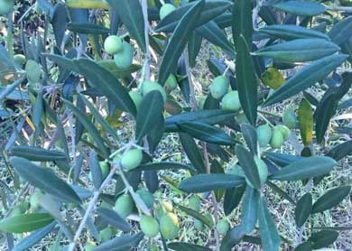 oliveIMG_0308.jpg