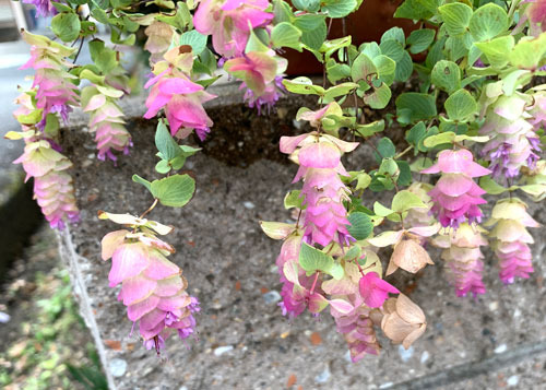 oregano211125.jpg