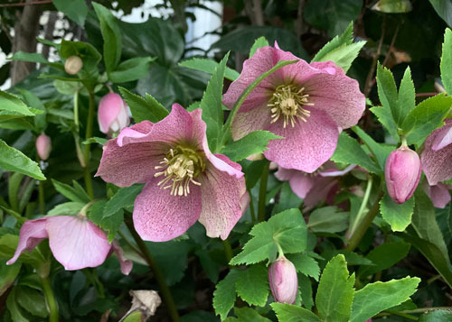 pink210311.jpg
