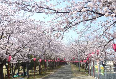 sakura20110410.jpg