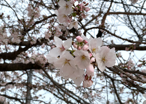 sakura220403.jpg