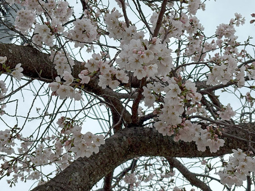 sakura250328.jpg