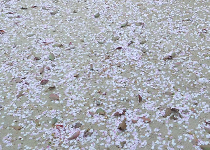 sakura8254.jpg