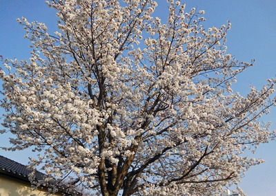 sakura9330.jpg