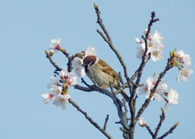 sakuraDSCN1192.jpg