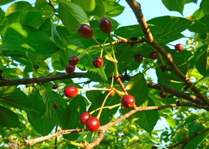 sakuranomi8703.jpg