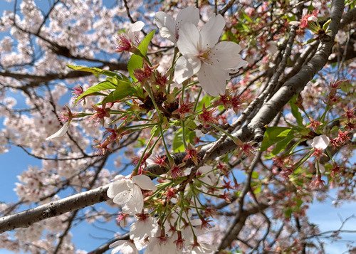 sakurasibe240421.jpg