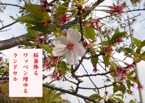 sakurasibehuru20190417.jpg