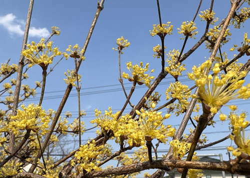 sansyuyu250321.jpg