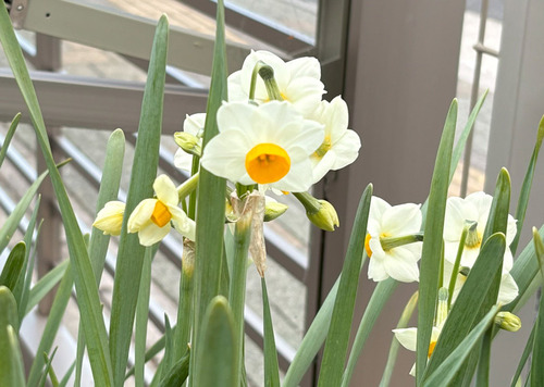 suisen250212.jpg