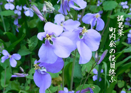syokatusai3129.jpg
