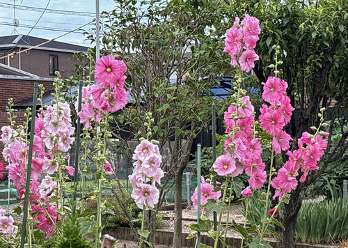 エントリ画像