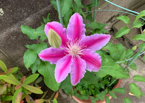 tessenka230419.jpg