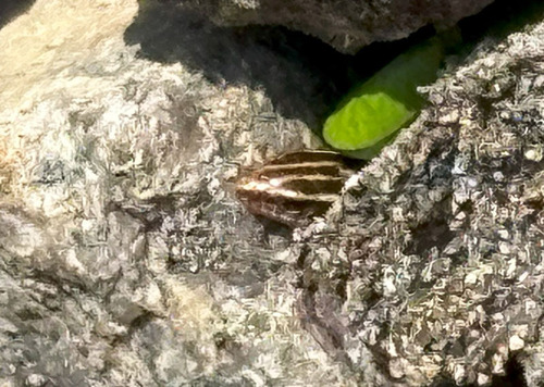 tokageidu250422.jpg