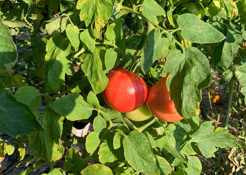 tomato230728.jpg