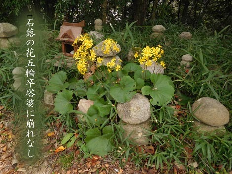 tuwabuki20181027.jpg