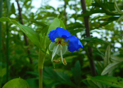 tuyukusa9485.jpg
