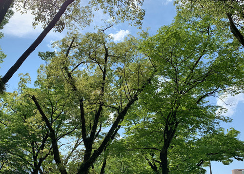 wakaba230424.jpg