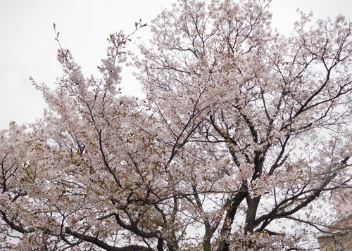 yaezakura240407.jpg