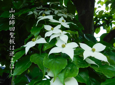 yamabousi20180515.jpg