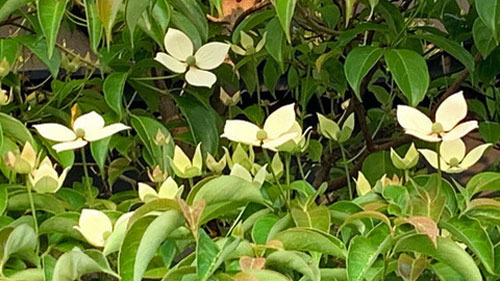yamabousi240530.jpg