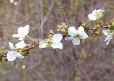 yukiyanagiDSCN0843.jpg